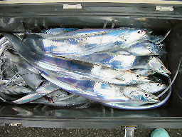 ヒラソーダ・太刀魚