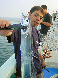 増田様太刀魚